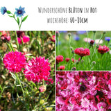 Kornblumen Samen (Centaurea cyanus) - Rot, 1000 Korn, 80 cm - HappySeed