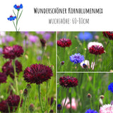 Kornblumen Samen (Centaurea cyanus) - Schwarz, 1000 Korn, 80 cm - HappySeed