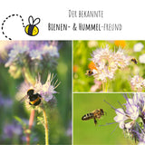 Phacelia Samen Bienenfreund - Phacelia tanacetifolia - HappySeed