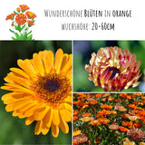 Ringelblumen Samen - Calendula Officinalis (Abendrot) - HappySeed