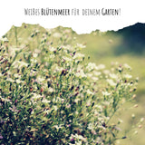 Schleierkraut Samen - Gypsophilia paniculata - HappySeed