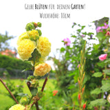 Stockrosen Samen - Alcea Rosea (Gelb) - HappySeed