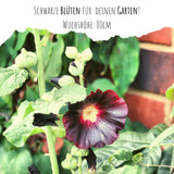 Stockrosen Samen - Alcea Rosea (Schwarz) - HappySeed