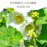 Stockrosen Samen - Alcea Rosea (Weiß) - HappySeed