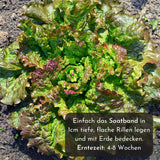 5m Saatband mit Salat Mix Samen - Lactuca sativa var. crispa - HappySeed