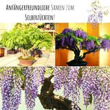 Afrikanischer Blauregen Samen - Bolusanthus speciosus (Bonsai) - HappySeed