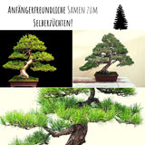 Australische Kiefer Samen - Casuarina equisetifolia (Bonsai) - HappySeed