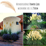 Amerikanisches Pampasgras Samen - Cortaderia selloana - HappySeed