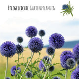 Kugeldistel Samen - Echinops ritro - HappySeed