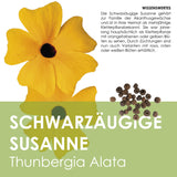 Schwarzäugige Susanne - Thunbergia alata - HappySeed