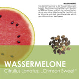 Wassermelone Samen - Citrullus lanatus - HappySeed