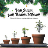 Nordmanntanne Samen - Abies nordmanniana - HappySeed