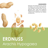 Erdnuss Samen - Arachis hypogeae