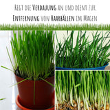 Vogelgras Samen (Phleum pratense)