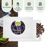BIO Grünkohl Samen (Redbor) - Grünkohl Saatgut aus biologischem Anbau (25 Korn) - HappySeed