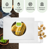 BIO Kürbis Samen (Delicata) - Kürbis Saatgut aus biologischem Anbau (6 Korn) - HappySeed