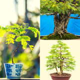 Tamarinde Samen -Tamarindus indica (Bonsai) - HappySeed