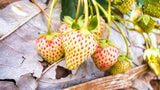 Weiße Erdbeeren Samen - Fragaria (weiß) - HappySeed