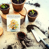 Amerikanischer Amberbaum Samen - Liquidambar styraciflua (Bonsai) - HappySeed