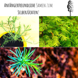 Berg Mammutbaum Samen - Sequoia giganteum (Bonsai) - HappySeed