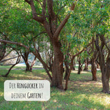 Erdbeerbaum Samen - Arbutus unedo - HappySeed