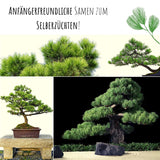 Mittelmeer Pinie Samen - Pinus pinea (Bonsai) - HappySeed