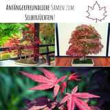 Roter Fächerahorn Samen - Acer palmatum atropurpureum (Bonsai) - HappySeed
