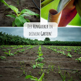 Kenia Bananen Samen - Musa velutina - HappySeed