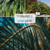 Kanarische Dattelpalme Samen - Phoenix canariensis - HappySeed