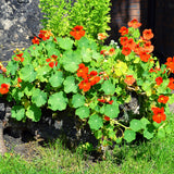 Kapuzinerkresse Samen - Tropaeolum majus - HappySeed