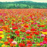 Zinnien Samen - Zinnia (Mix) - HappySeed