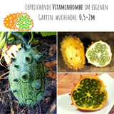 Kiwano / Horngurke Samen - Cucumis metuliferus - HappySeed