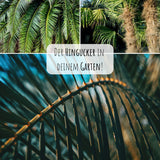 Hanfpalme Samen - Chamaerops excelsa - HappySeed