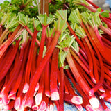 Roter Rhabarber Samen - Rheum rhabarbarum - HappySeed