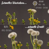 Löwenzahn Samen für Kaninchen - Wildkräuter Saatgut als optimale Futterergänzung - HappySeed