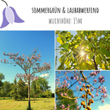 Blauglockenbaum Kiribaum Samen - Paulownia tomentosa (300 Korn) - HappySeed