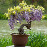 GROW2GO Bonsai Starter Kit inkl. GRATIS eBook - Afrikanischer Blauregen - HappySeed