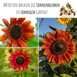 Sonnenblumen Samen - Helianthus annuus (Eklipse) - HappySeed