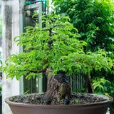 GROW2GO Bonsai Starter Kit inkl. GRATIS eBook - Tamarinde - HappySeed