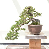 GROW2GO Bonsai Starter Kit inkl. GRATIS eBook - Australische Kiefer - HappySeed