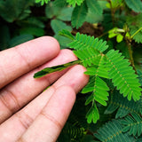 GROW2GO Mimose Starter Kit - Pflanzset aus Mini-Gewächshaus, Mimose Samen & Erde - HappySeed