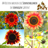 Sonnenblumen Samen - Helianthus annuus (Eklipse) - HappySeed