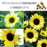 Sonnenblumen Samen - Helianthus annuus (Limonengelb) - HappySeed