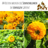 Sonnenblumen Samen - Helianthus annuus (Sonnengold) - HappySeed