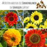 Farbenfrohe Sonnenblumen Samen mit hoher Keimrate - 5er Set - HappySeed