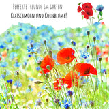 Kornblumen Samen (Centaurea cyanus) - Blau, 1000 Korn, 80 cm - HappySeed