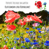 Kornblumen Samen (Centaurea cyanus) - Rot, 1000 Korn, 80 cm - HappySeed