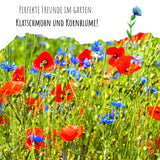 Kornblumen Samen (Centaurea cyanus) - Schwarz, 1000 Korn, 80 cm - HappySeed