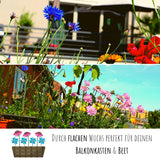 Kornblumen Samen (Centaurea cyanus) - Mini Mix, 1000 Korn, 50 cm - HappySeed