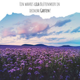 Phacelia Samen Bienenfreund - Phacelia tanacetifolia - HappySeed